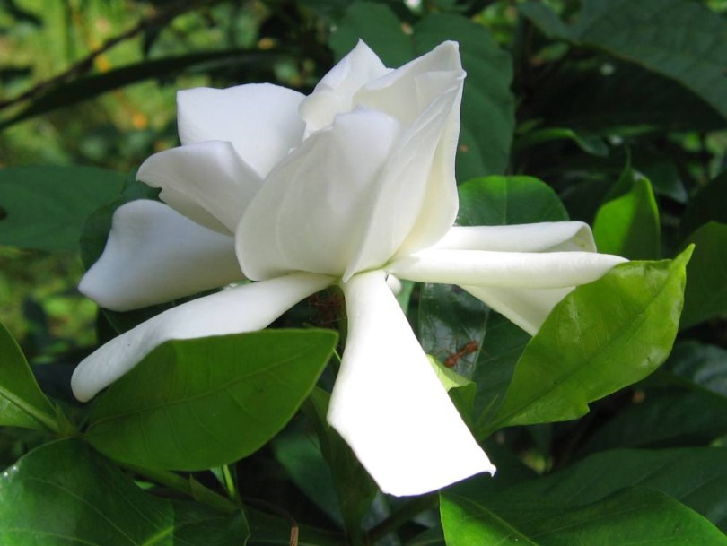 Harz-Gardenie - Bhikamali, Gardenia gummifera, évelő, fásszárú
